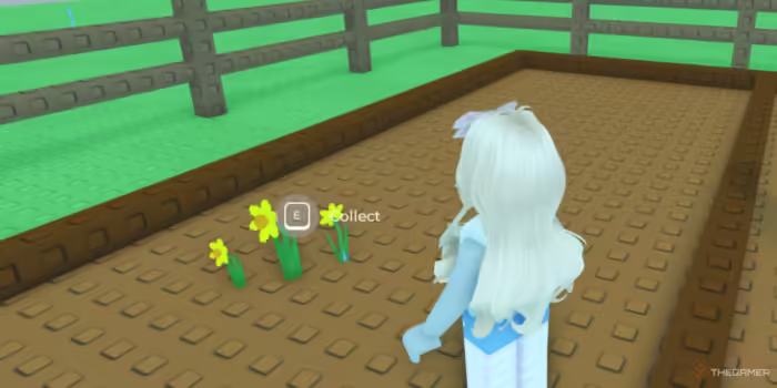 A Roblox player collects blooming daffodils in a fenced garden plot in the "Grow a Garden" game.