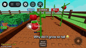 A tall tomato plant in Roblox’s "Grow a Garden" with the message “Why did it grow so tall 😭” and harvest option highlighted.